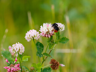 Clover is a honey‑producing plant that is friendly to bees. Pink wild flowers. Plants. Nature. Bumblebee collects nectar on clover flowers. Summer background. Natural Wallpaper. © Flower_Garden