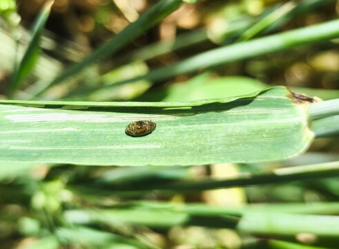 Crop Damage by Cereal Leaf Beetle Oulema Melanopus and Aphid on Whinter Wheat