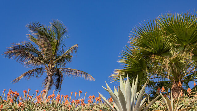 Palm trees and agave in a tropical garden on Fuerteventura, Canary Islands, Spain