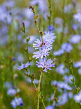 Beautiful blue wildflowers. Flowers in the meadow. Summer background. Natural wallpaper. Common chicory ( Latin- Cichorium intybus ) is a species of perennial herbaceous plants from the genus Chicory.