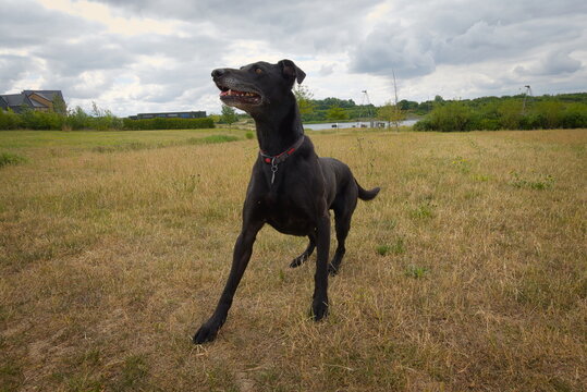 Hampton Water, Peterborough, England, UK - July 01 2026: Beeby's Lake West, Black Labrador Lurcher cross bread dog ready to run and catch their ball action shot