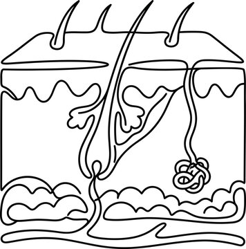 Anatomical cross section diagram of human skin layers.