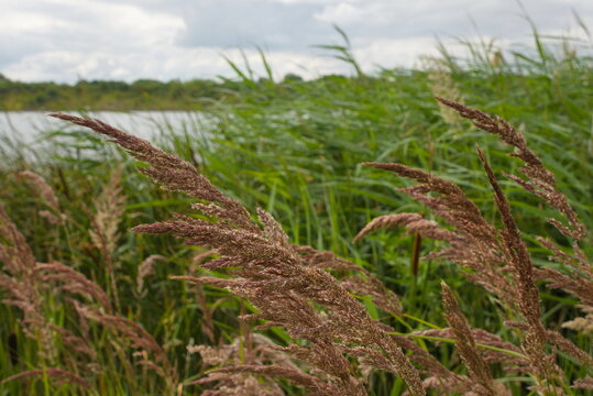 Hampton Water, Peterborough, England, UK - July 01 2026: Beeby's Lake West, Common Reed Seed Heads Swaying at Lakeside, Cambridgeshire