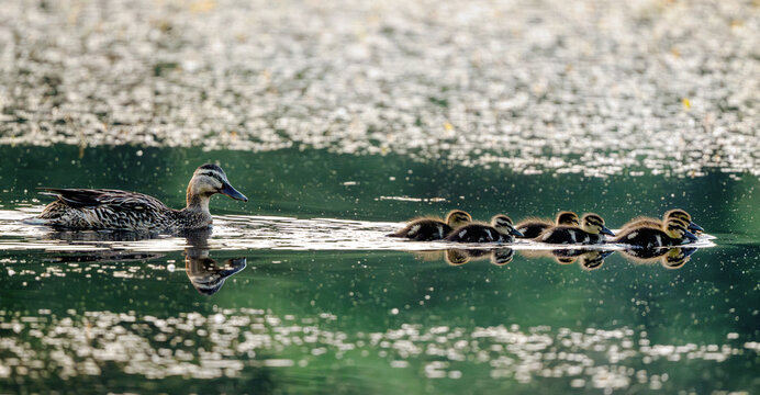 Mother duck leads ducklings on reflective pond water