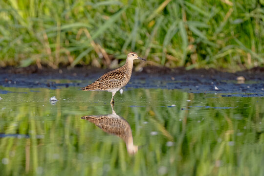 Young Ruff Is Walking