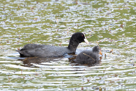 Eurasian Coot Swimming In Pond