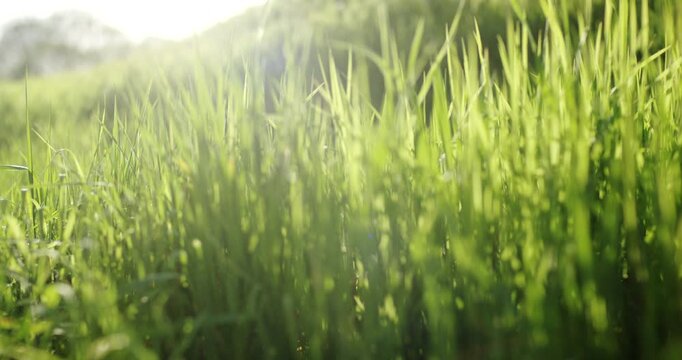 Green grass blades blowing in the wind during a sunny day with natural light