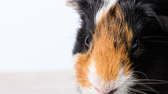 Close-up Portrait of a Guinea Pig Staring