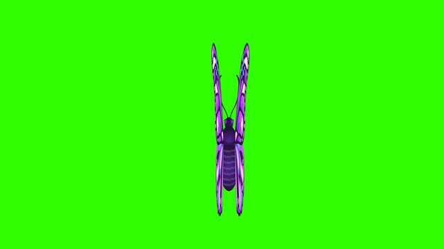 Beautiful 2D cartoon butterfly flapping wings and flying transition video clip on a chroma key green screen background. Perfect for nature stories, colorful summer vlogs, kids' educational channels, a