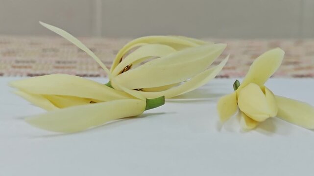 Group of fresh white champaca flowers arranged on white surface.