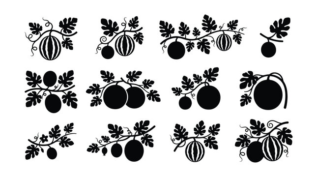 Watermelon Fruit on Vine Silhouette Icon Collection, Isolated Citrullus Lanatus Climbing Branch with Striped Melon and Leaf Vector Elements