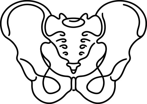 Minimalist continuous line drawing of human pelvis bone.