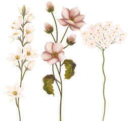 Obraz premium A botanical collection of three individual light-colored wildflower stems isolated on a white background. The set includes delicate white bell-like blossoms, soft mauve-pink hellebore flowers, 