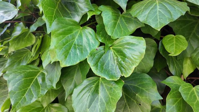 Close-up macro video of vibrant green ivy leaves (Hedera helix)