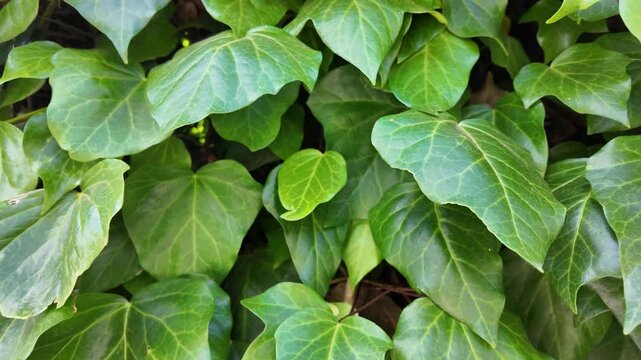 Macro shot of vibrant green ivy leaves with dewdrops