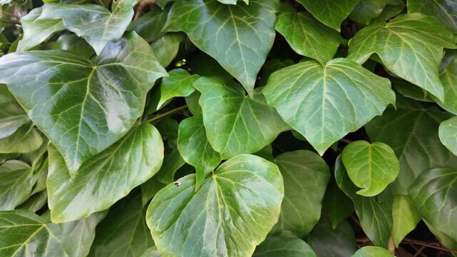 inematic Macro Close-Up Of Green Ivy Leaves With Detailed Texture