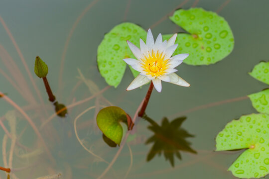 A blooming white water lily with reflection in the pond at Tonglu highway service area