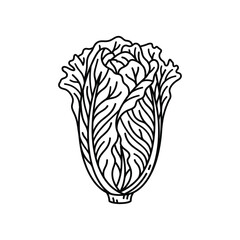 Fototapeta premium Cabbage vegetable outline vector icon. healthy organic fresh plant. cartoon farm food ingredient.