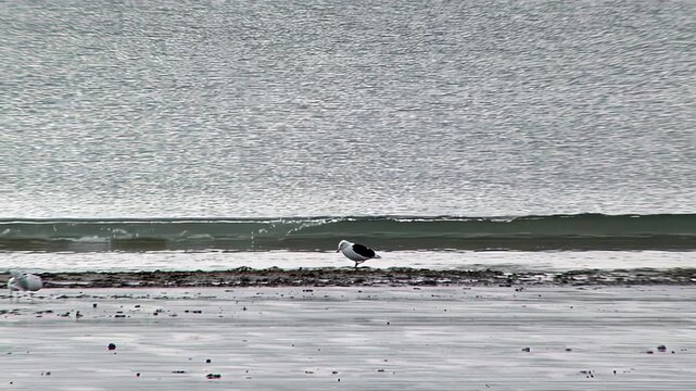 Seagull Looking For Food On Deserted Coastline Beach In Patagonian Region - 4K