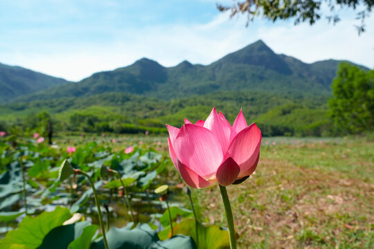 Pink lotus flowers and buds stand tall among large green leaves in a sunny outdoor field, backed by lush forest, showcasing natural beauty