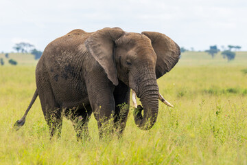 Obraz premium Elefant in der Serengeti