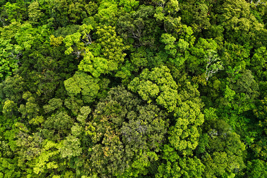 Expansive view of vibrant green treetops in a dense natural forest. The varied shades of foliage create a rich, textured natural pattern under clear daylight