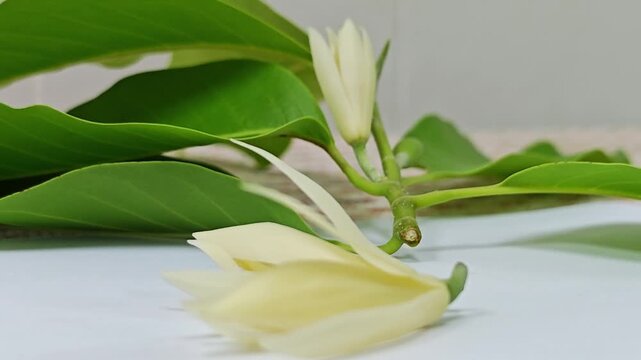 Side view of fresh white champaca flowers on branch with green leaves.