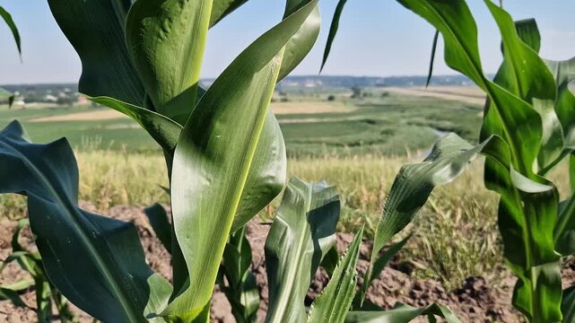 Rural landscape with corn plantations. Juicy green corn leaves in the foreground symbolize the development of agriculture. Agrarian landscape, sunny day, space and nature. Field of young corn