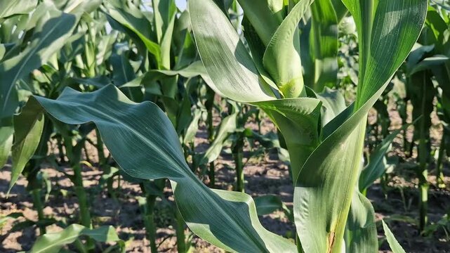 Rural landscape with corn plantations. Juicy green corn leaves in the foreground symbolize the development of agriculture. Agrarian landscape, sunny day, space and nature. Field of young corn