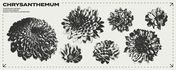 Obraz premium Retro botanical set of chrysanthemum buds with grunge stippling effect. Vintage dotted texture illustrations of blooming flowers. Nature floral design. Trendy photocopy grainy art in halftone tones