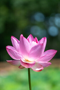 ピンクの蓮の花の彩り
