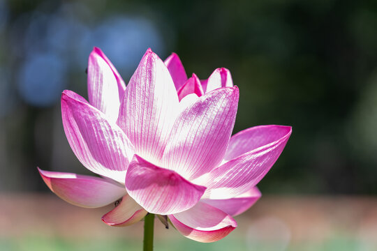ピンクの蓮の花の彩り