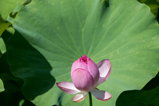 ピンクの蓮の花の彩り