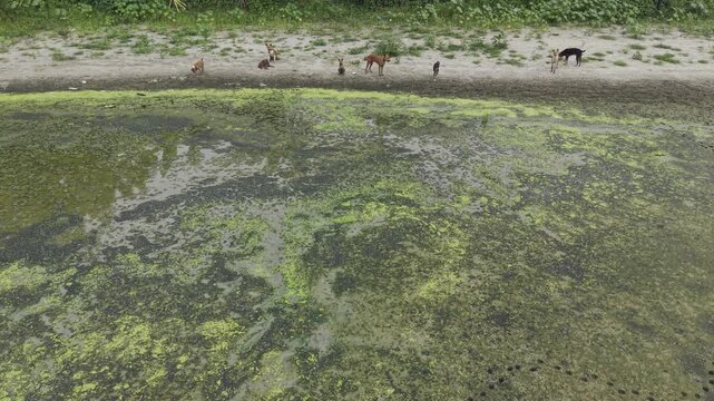 Drone Tracking Stray Dogs on Dried Pond Bed During Drought in Bangladesh