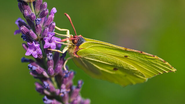 Brimstone butterfly feeding on a lavender