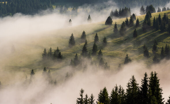 Misty Mountain Hillside with Evergreen Forest at Sunrise. Atmospheric light and long shadows.