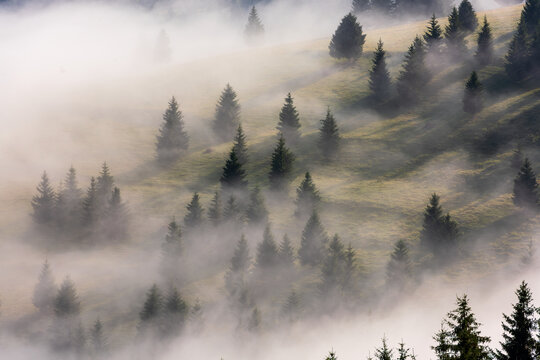 Misty Mountain Hillside with Evergreen Forest at Sunrise. Atmospheric light and long shadows.