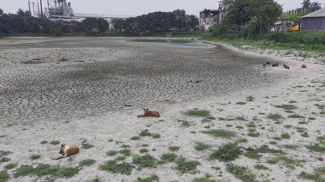 Drone Sliding Left Over Resting Stray Dogs on Cracked Dry Pond, Bangladesh.