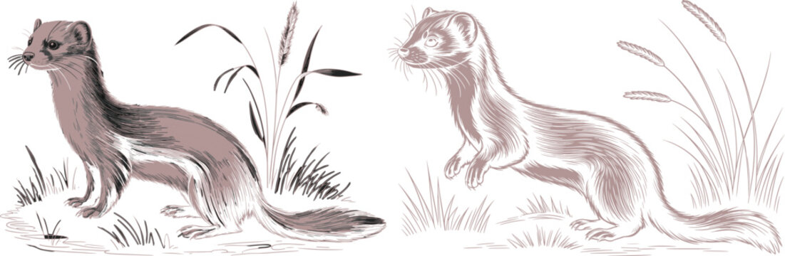 Vintage engraved style illustration of a weasel or ferret standing in tall grass isolated on white background
