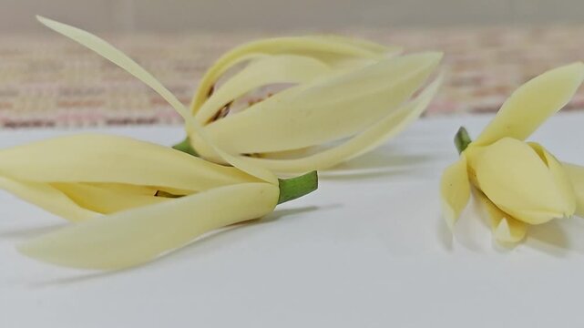 Close up of three white champaca flowers arranged on table.