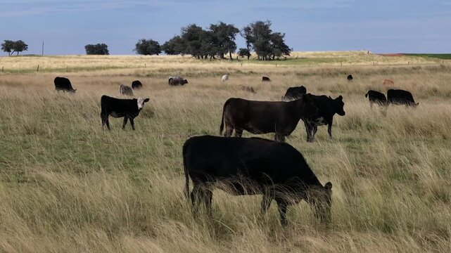 Ranch Scenery along Route 66 in New Mexico, USA