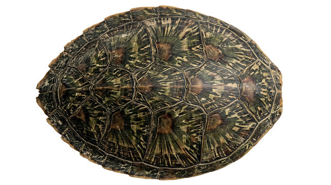 Detailed top-down view of a textured turtle shell, isolated on a clean white background, showcasing its intricate natural patterns and unique colors