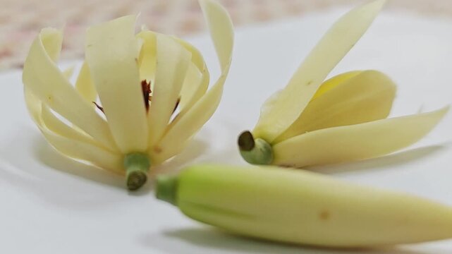 Macro close up of blooming white champaca flowers on white surface.