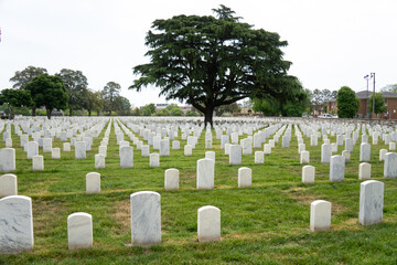 Naklejka premium Rows of White Marble Headstones with Cedar Tree, Hampton National Cemetery Virginia