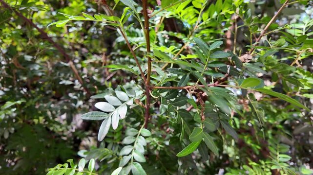 Aesthetic cinematic view of glossy green Pistacia lentiscus mastic tree leaves