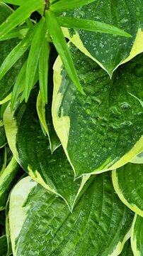 Close-up of lush variegated hosta leaves with bright yellow edges and water droplets, rich green texture, natural foliage pattern.