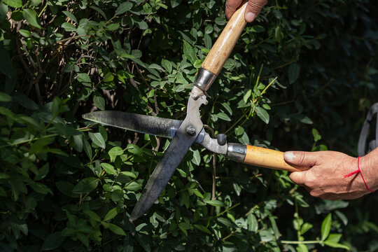 Hand holds garden shears near leafy green shrub