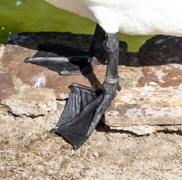 Close-up of a goose's foot and webbed toes