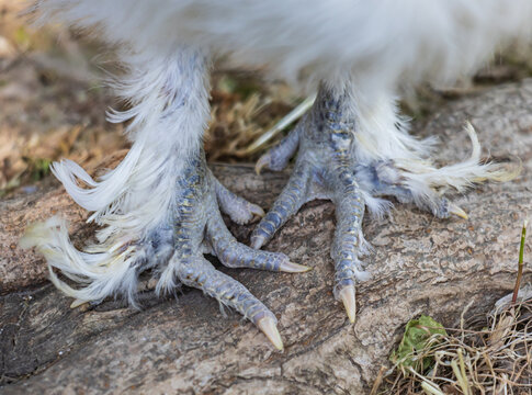 Close-up of fluffy white bird's feet on rough bark