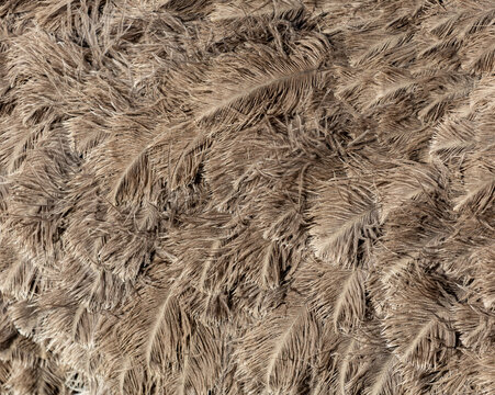 Soft, feathery texture in earthy brown tones